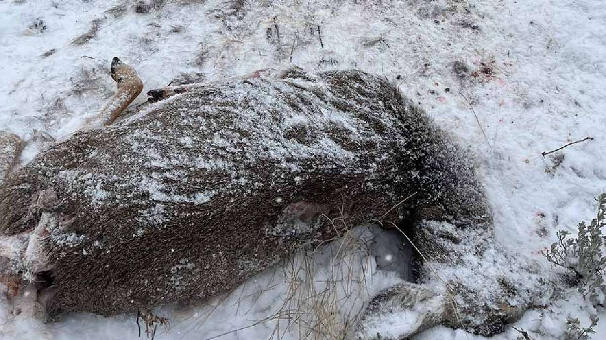 The Utah Division of Wildlife Resources is searching for information after two mule deer were killed and left to waste near Porcupine Reservoir in Cache County.