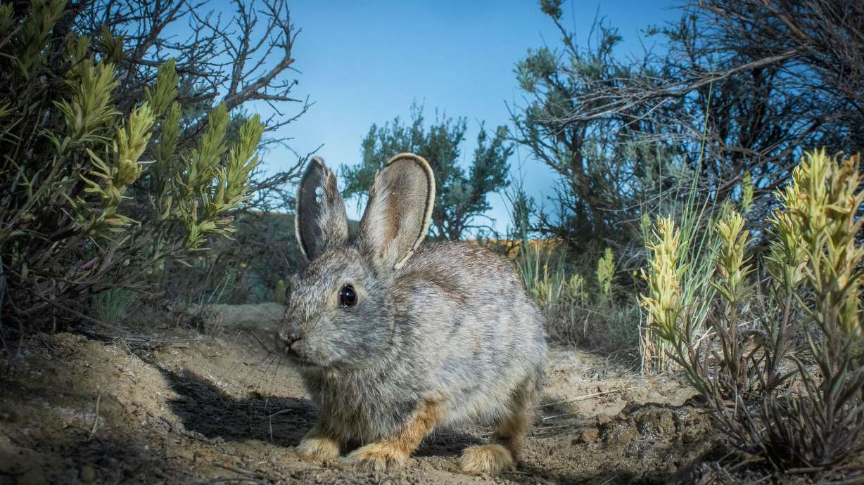 The world’s smallest rabbit, the pygmy rabbit, which lives in Utah and other parts of the West, may receive federal protections under the Endangered Species Act.