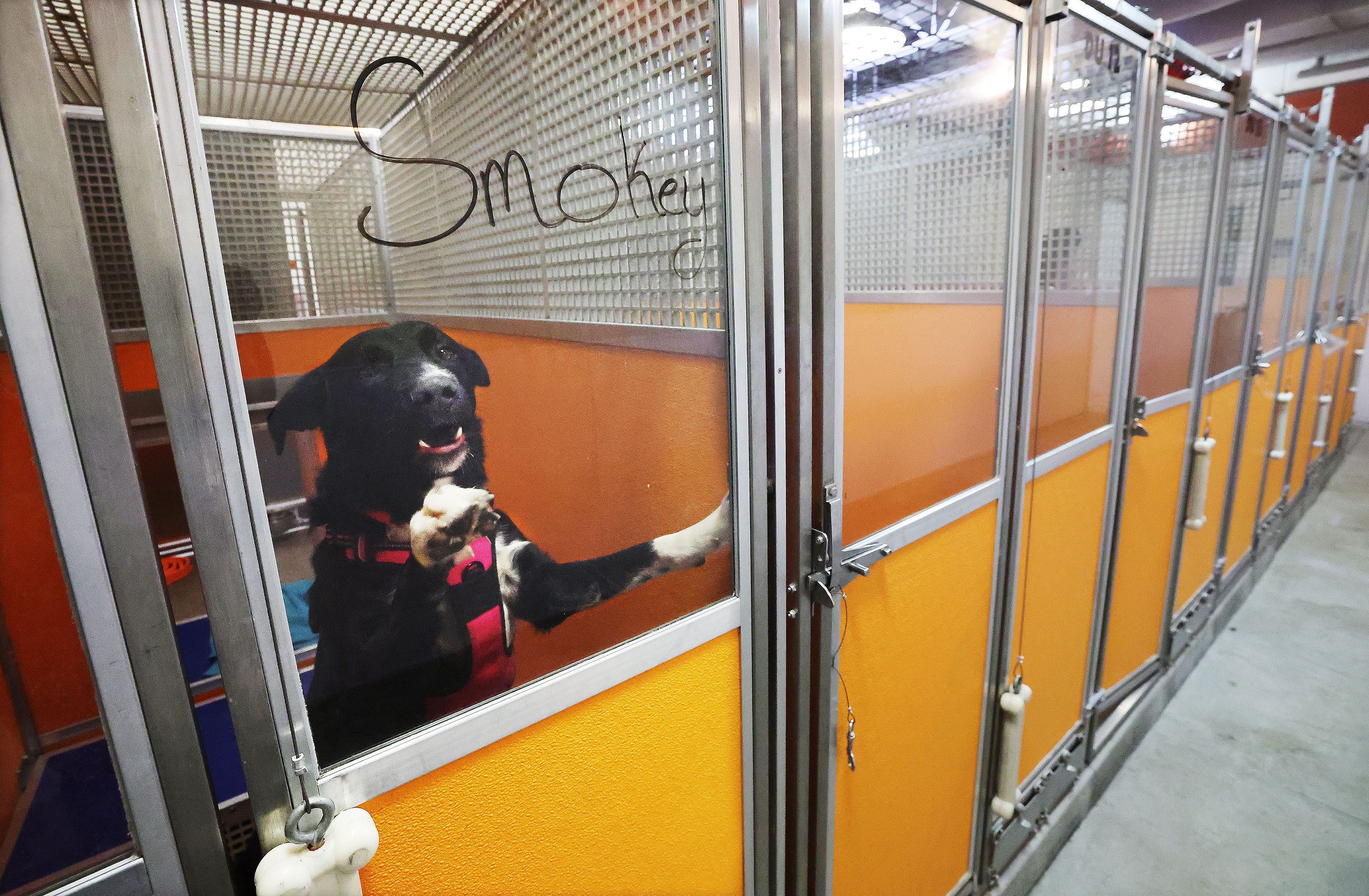 A dog named Smokey barks at the Humane Society of Utah shelter in Murray on Jan. 23. Officials say pets are being abandoned at a high rate in Utah.