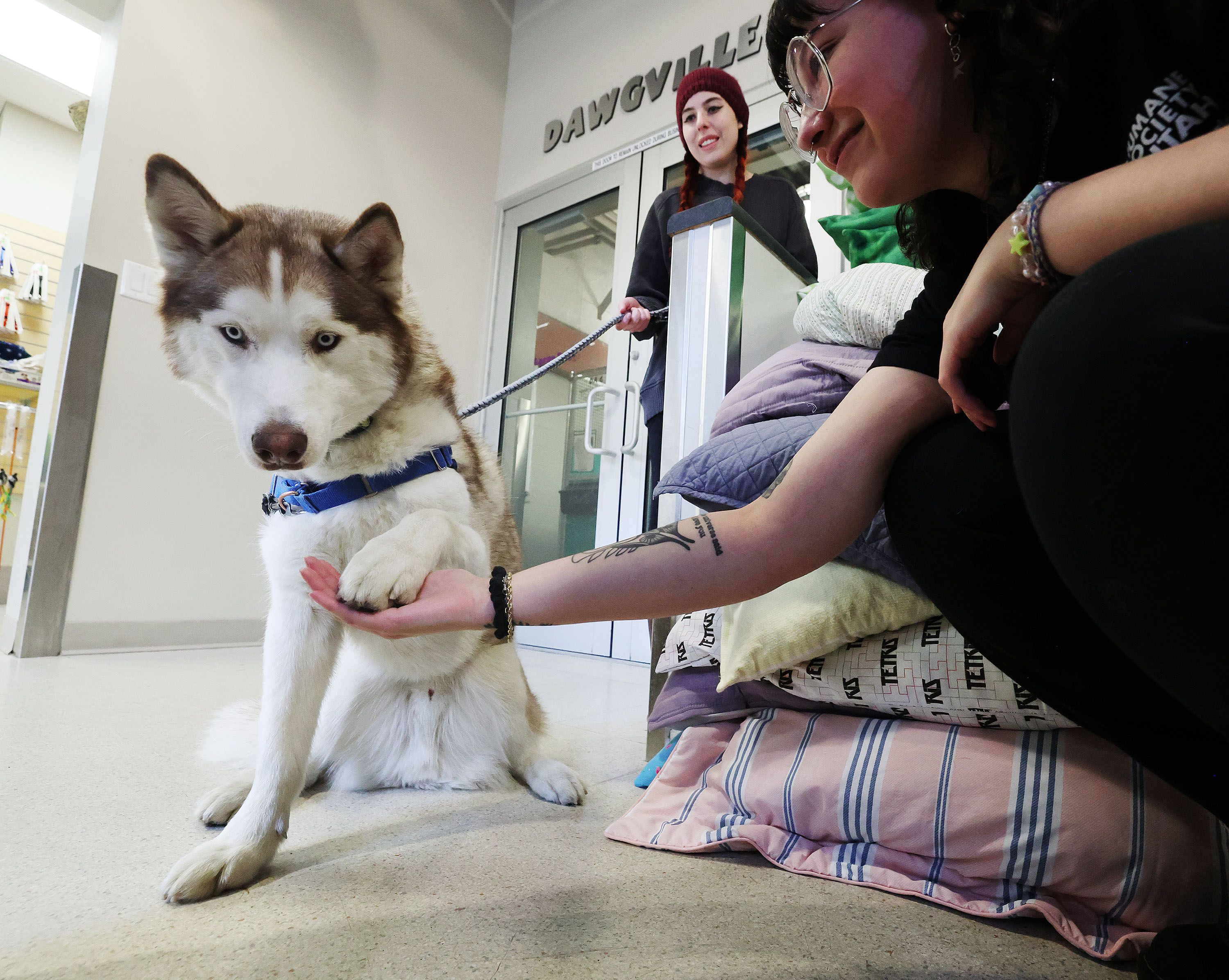 Humane Society of Utah social media coordinator Maddie Cushing and Savannah Forbush play with Domingo at the shelter in Murray on Jan. 23. Officials say pets are being abandoned at a high rate in Utah.