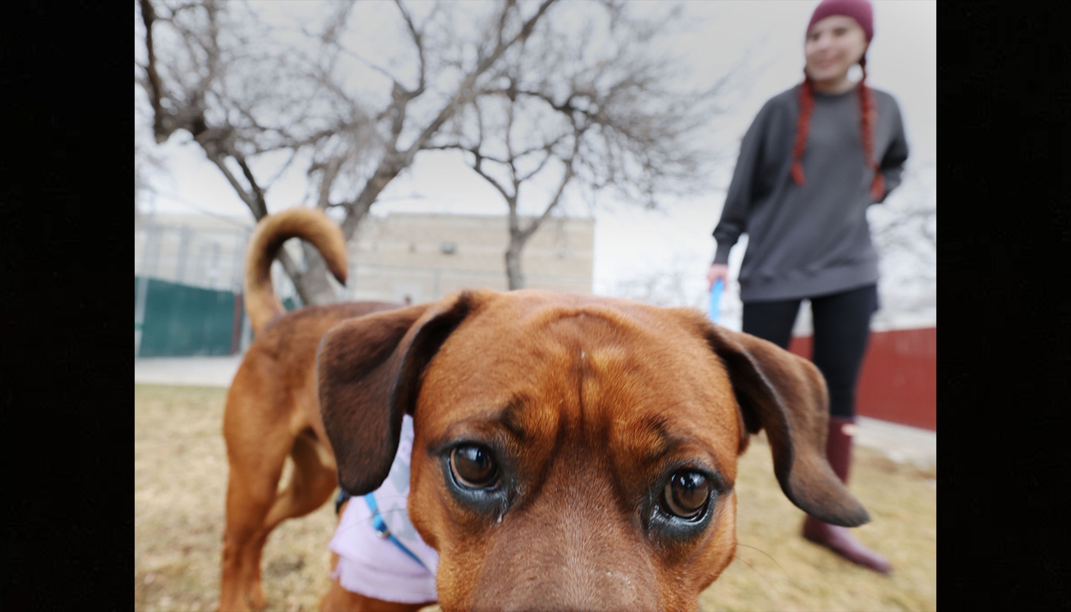 Humane Society of Utah social media coordinator Maddie Cushing watches Marcus outside of the shelter in Murray on Jan. 23. Officials say pets are being abandoned at a high rate in Utah.