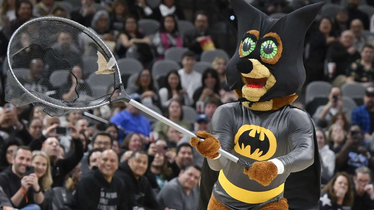 The San Antonio Spurs Coyote mascot captures a bat that flew onto the court during the first half of the Spurs' NBA basketball game against the Minnesota Timberwolves, Saturday, Jan. 27, 2024, in San Antonio.