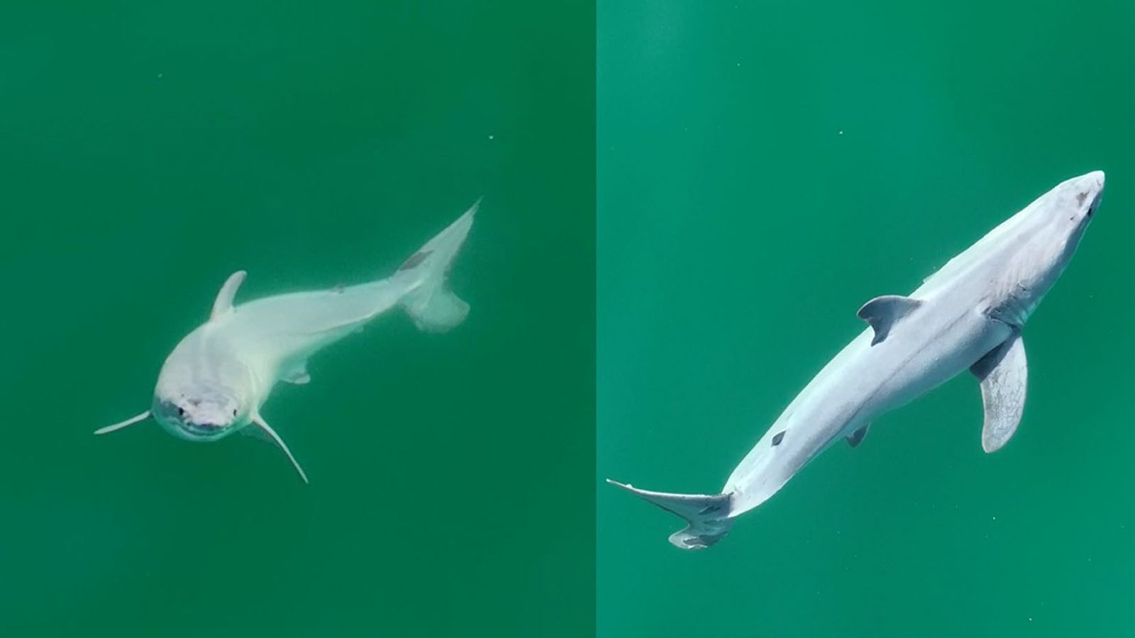 These images reveal a white shark with a pale film covering its body observed about a quarter-mile off the coast of Carpinteria, Calif. The authors of a new study believe it's a newborn great white.