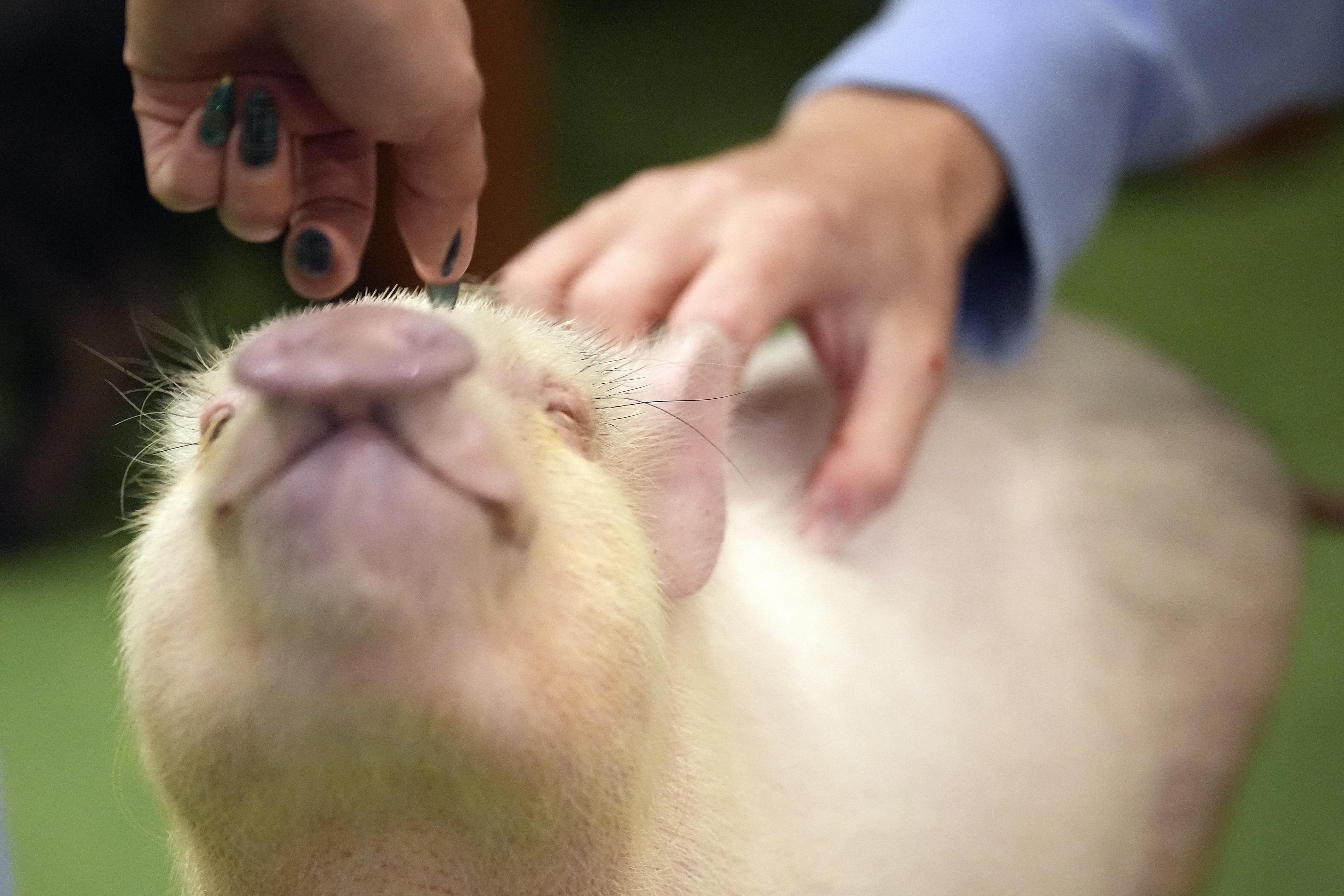 Customers play with a micro pig at a mipig cafe, Jan. 24 in Tokyo. The Mipig Café in fashionable Harajuku is among 10 pig cafés that have opened around Japan. 