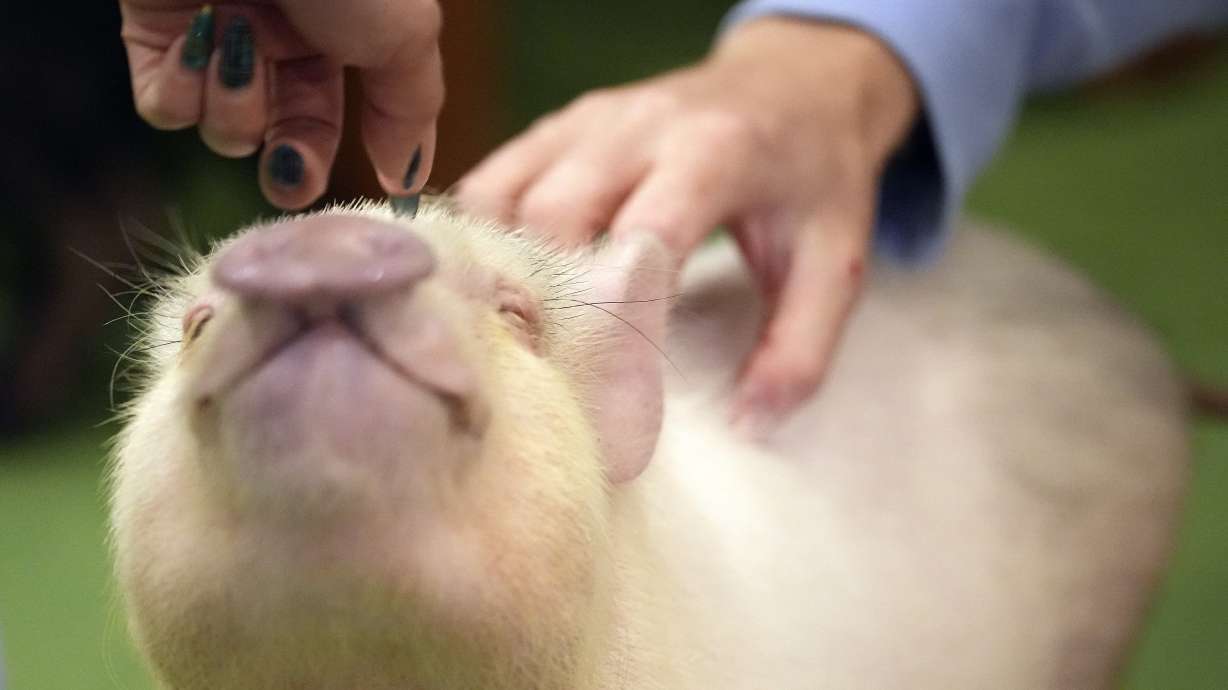Customers play with a micro pig at a mipig cafe, Jan. 24 in Tokyo. The Mipig Café in fashionable Harajuku is among 10 pig cafés that have opened around Japan.