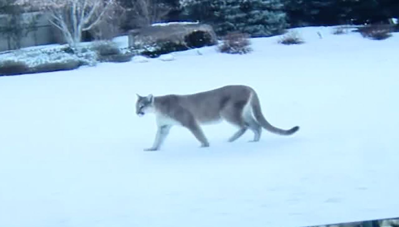 Bruce Mahoney says a neighbor captured video of a large mountain lion near his property line in Millcreek on Christmas Day.