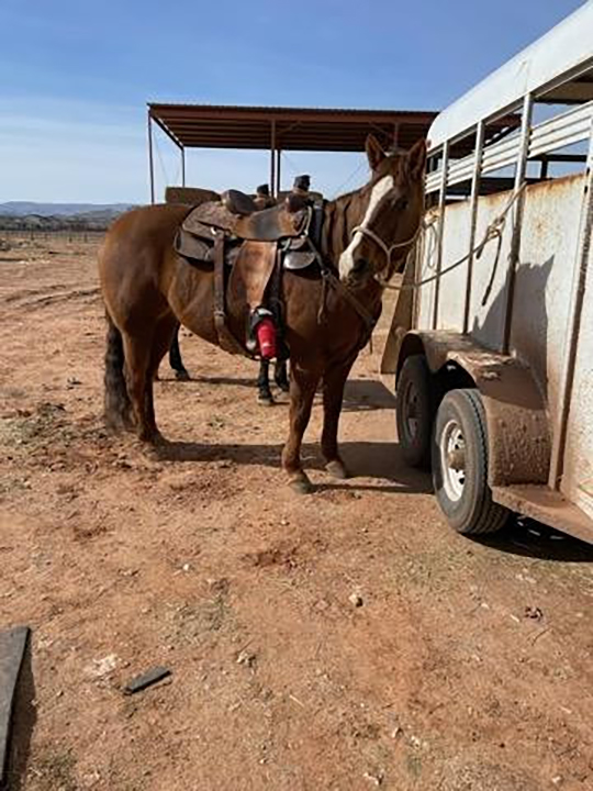 A picture of the show horse that was put down after being spooked by the reckless driver on Jan. 12 in Washington, Washington County.