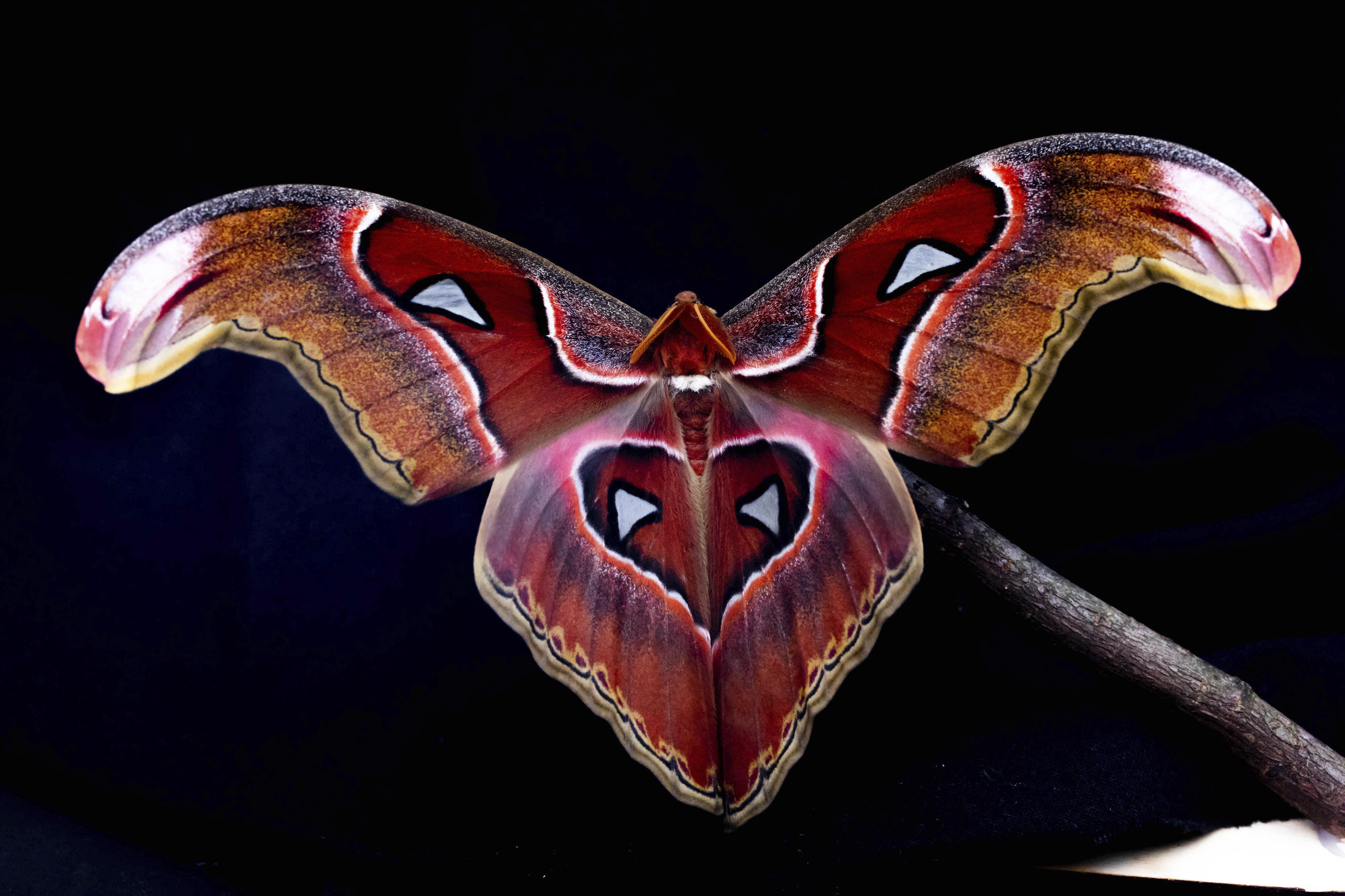 An Atlas Moth is used to test the interaction of flying insects with artificial light.