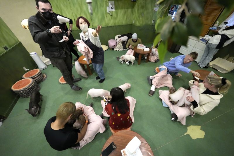 Customers play with a micro pig at a mipig cafe, Jan. 24, in Tokyo. The dozens of people at Tokyo’s Mipig Café on a recent morning were taking selfies and breaking into huge smiles. The pigs, a miniature breed, trotted about the room, looking for a cozy lap to cuddle up. Customers pay $15 for the first 30 minutes and a reservation is required.