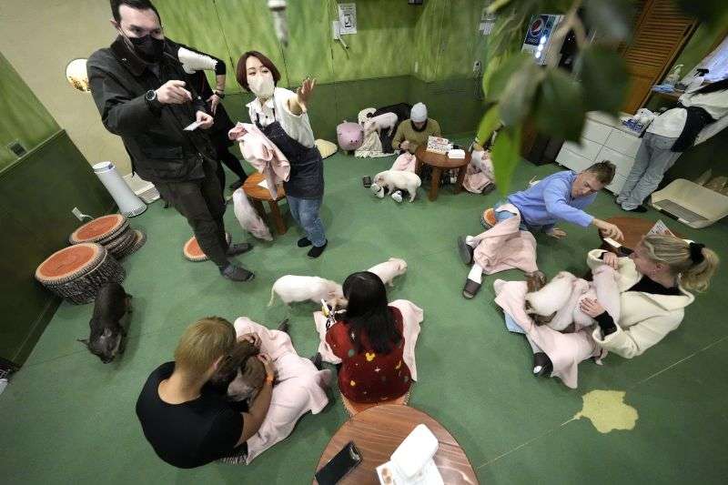 Customers play with a micro pig at a mipig cafe, Jan. 24, in Tokyo. The dozens of people at Tokyo’s Mipig Café on a recent morning were taking selfies and breaking into huge smiles. The pigs, a miniature breed, trotted about the room, looking for a cozy lap to cuddle up. Customers pay $15 for the first 30 minutes and a reservation is required.