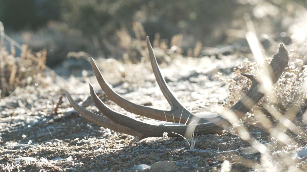 The antlers of a mule deer shed found in southern Utah on Tuesday. Utah's shed hunting season will begin on Thursday, on time this year, after a lengthy delay last winter.