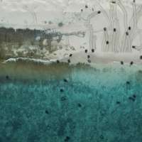 Have You Seen This? The problem with female turtles taking over this Australian island