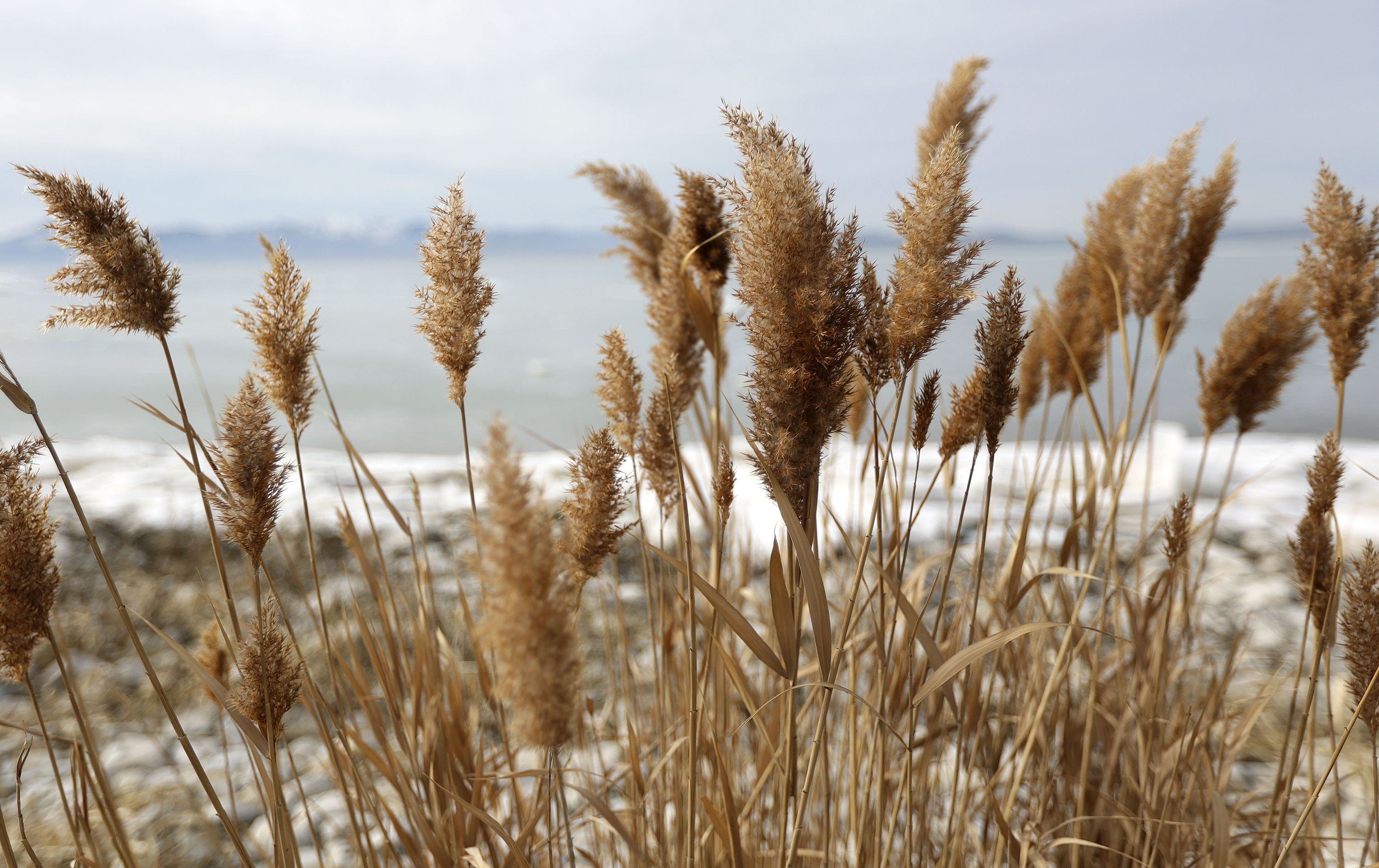Phragmites line the shore of Utah Lake near Mulberry Beach in Utah County on Jan. 13, 2022. A legislative funding request aims to accelerate the effectiveness of an invasive weed eradication program.