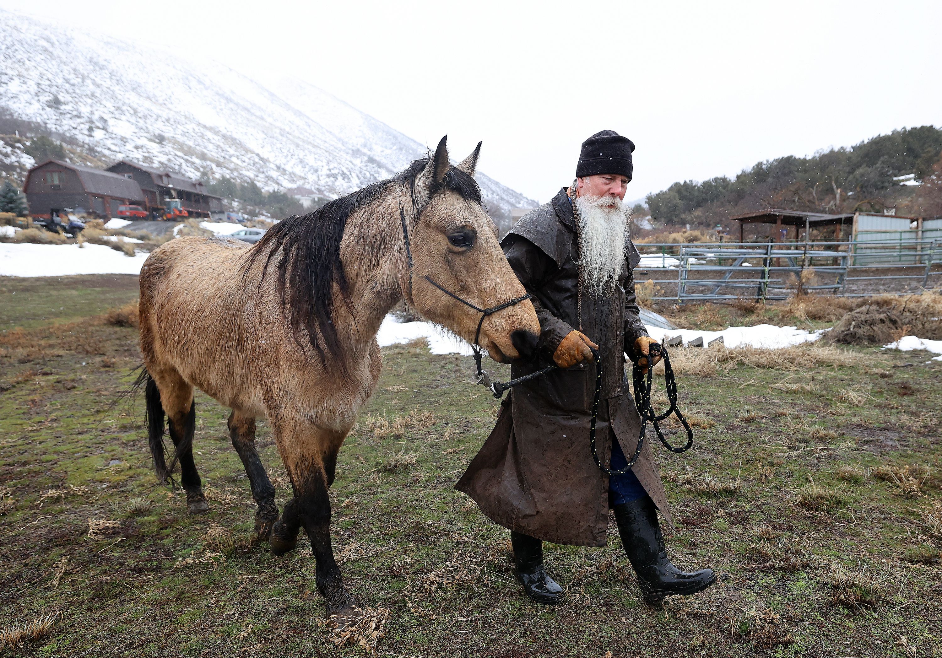 Dave Winters walks with his horse Wyoming Rose outside his home in Herriman on Monday. His buckskin mare is a cross between a quarter horse and Tennessee walker. 