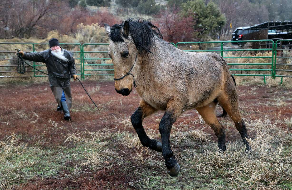 Dave Winters works with his horse Wyoming Rose outside his home in Herriman on Monday.