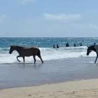 Have You Seen This? The horse family hits the beach