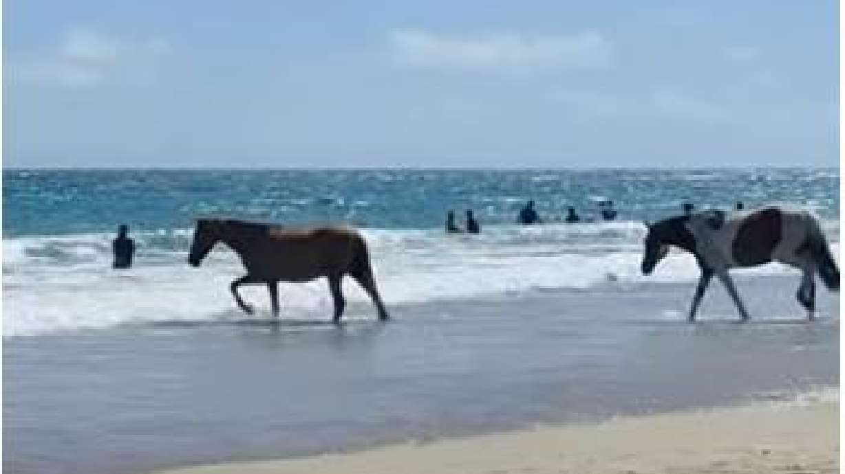 Horses graze the beach at Porto de Galinhas, Pernambuco, Brazil, Jan. 5.