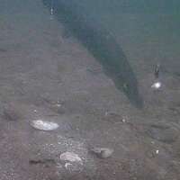 Have You Seen This? Northern pike does NOT consent to being filmed