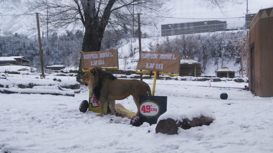 Vulcan, a 12-year-old African lion at the Hogle Zoo, gave his Super Bowl prediction Friday. 