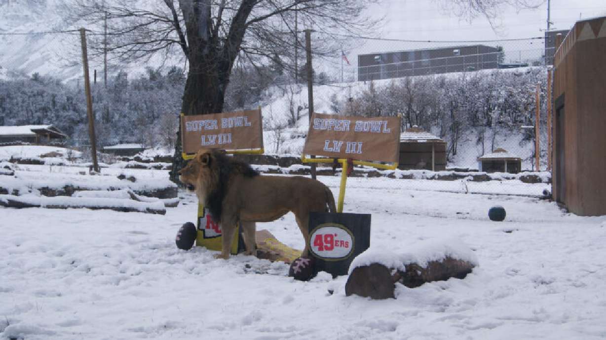 Vulcan, a 12-year-old African lion at the Hogle Zoo, gave his Super Bowl prediction Friday.
