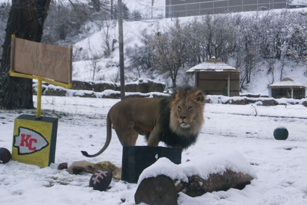 Vulcan, a 12-year-old African lion living at the Hogle Zoo, stands above the knocked-over goal post representing the San Francisco 49ers, following his prediction on Thursday that the Kansas City Chiefs will win Sunday’s NFL game.