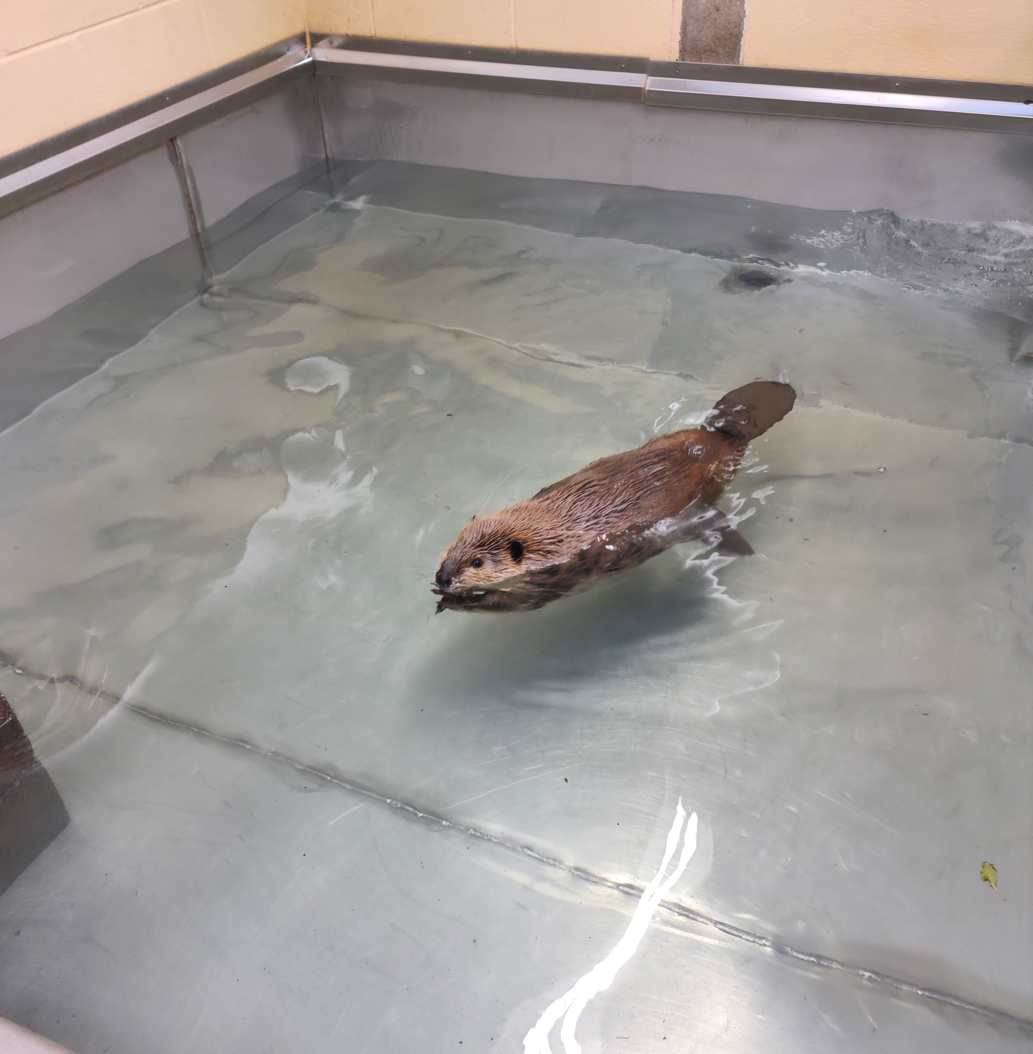 The Wildlife Rehabilitation Center of Northern Utah is actively looking for an out-of-state caretaker for this beaver who will be euthanized if she is not relocated by March 7.