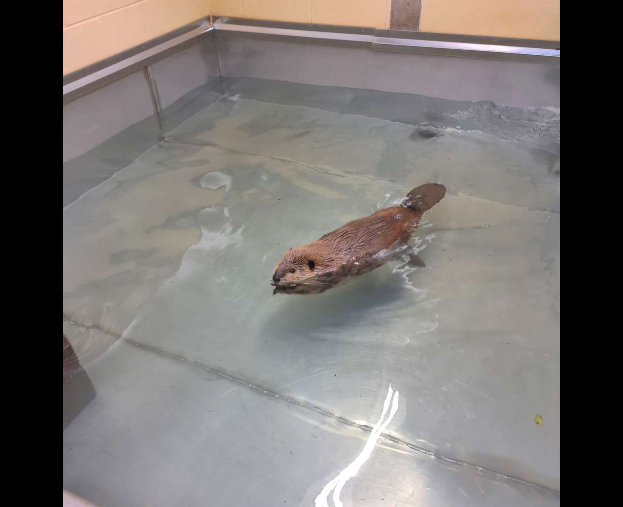 The Wildlife Rehabilitation Center of Northern Utah is actively looking for an out-of-state caretaker for this beaver who will be euthanized if she is not relocated by March 7.