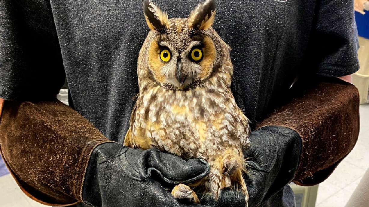 A long-eared owl being cared for at the Wildlife Rehabilitation Center of Northern Utah in Ogden in 2023. The wildlife rehab center is facing a March deadline to move out of its facility.