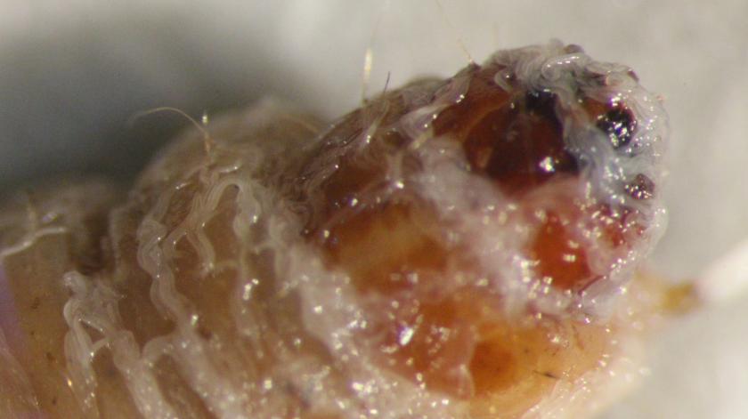 Steinernema adamsi emerging from its deceased insect host. The nematode was named after a BYU professor.
