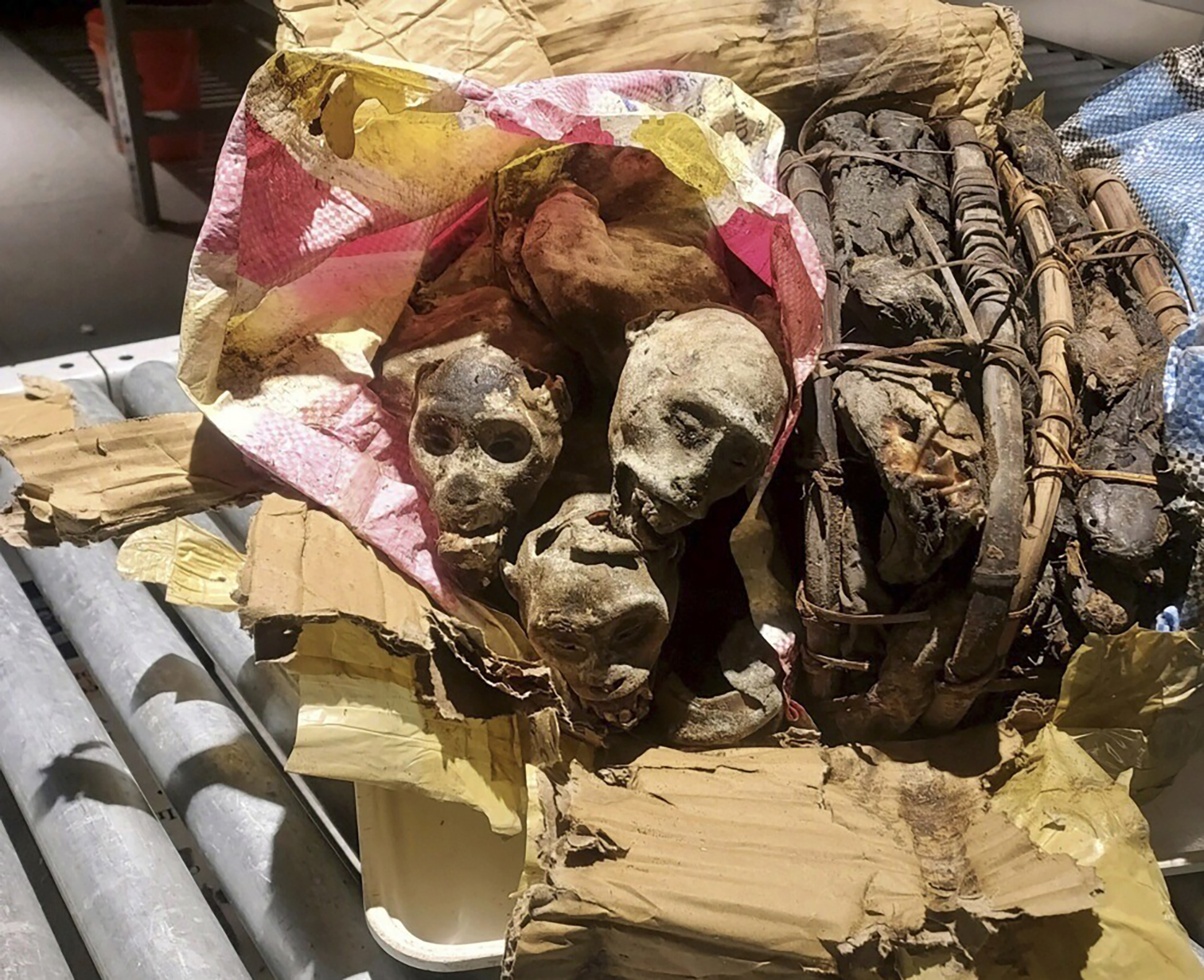 This undated photo shows the mummified remains of four monkeys discovered and seized from luggage from a traveler who'd been to the Democratic Republic of Congo before arriving at Boston Logan Airport. 