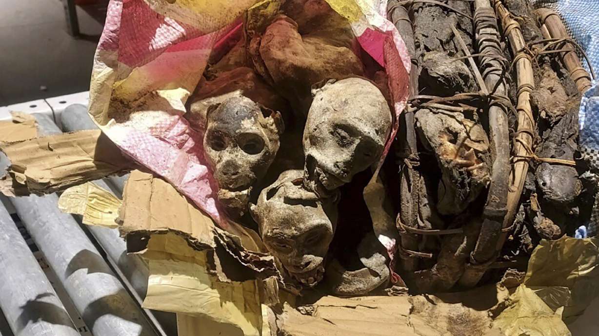 This undated photo shows the mummified remains of four monkeys discovered and seized from luggage from a traveler who'd been to the Democratic Republic of Congo before arriving at Boston Logan Airport.