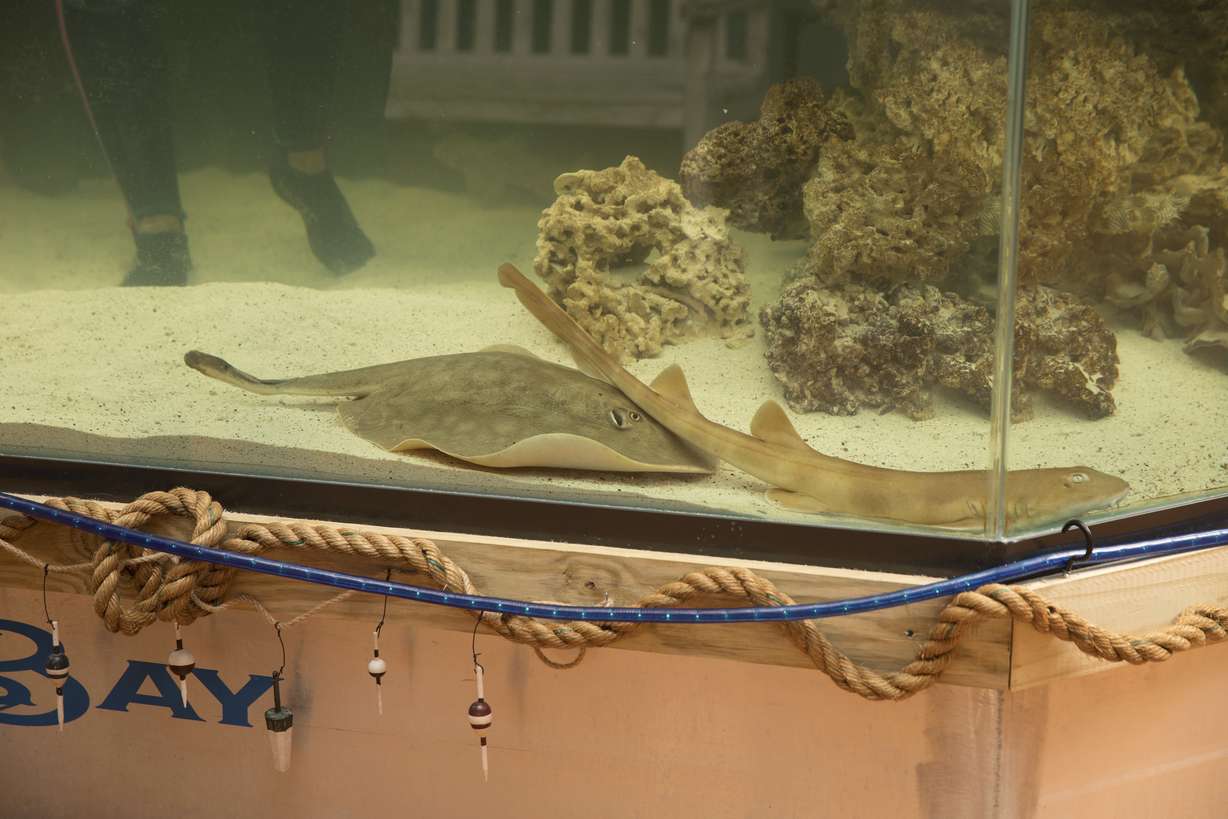 Charlotte, a round stingray, in an undated photo at the Aquarium and Shark Lab by Team ECCO in Hendersonville, N.C. The aquarium said Tuesday that Charlotte is pregnant, even though she's lived at the aquarium for years without a male companion of her species.