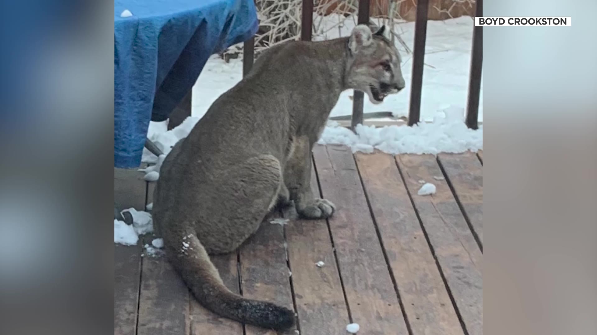 A mountain lion on Boyd Crookston’s back porch Tuesday in Logan.