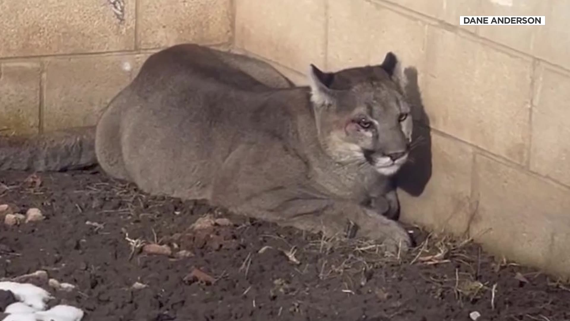 A mountain lion in the backyard of the Andersons in Logan Tuesday.