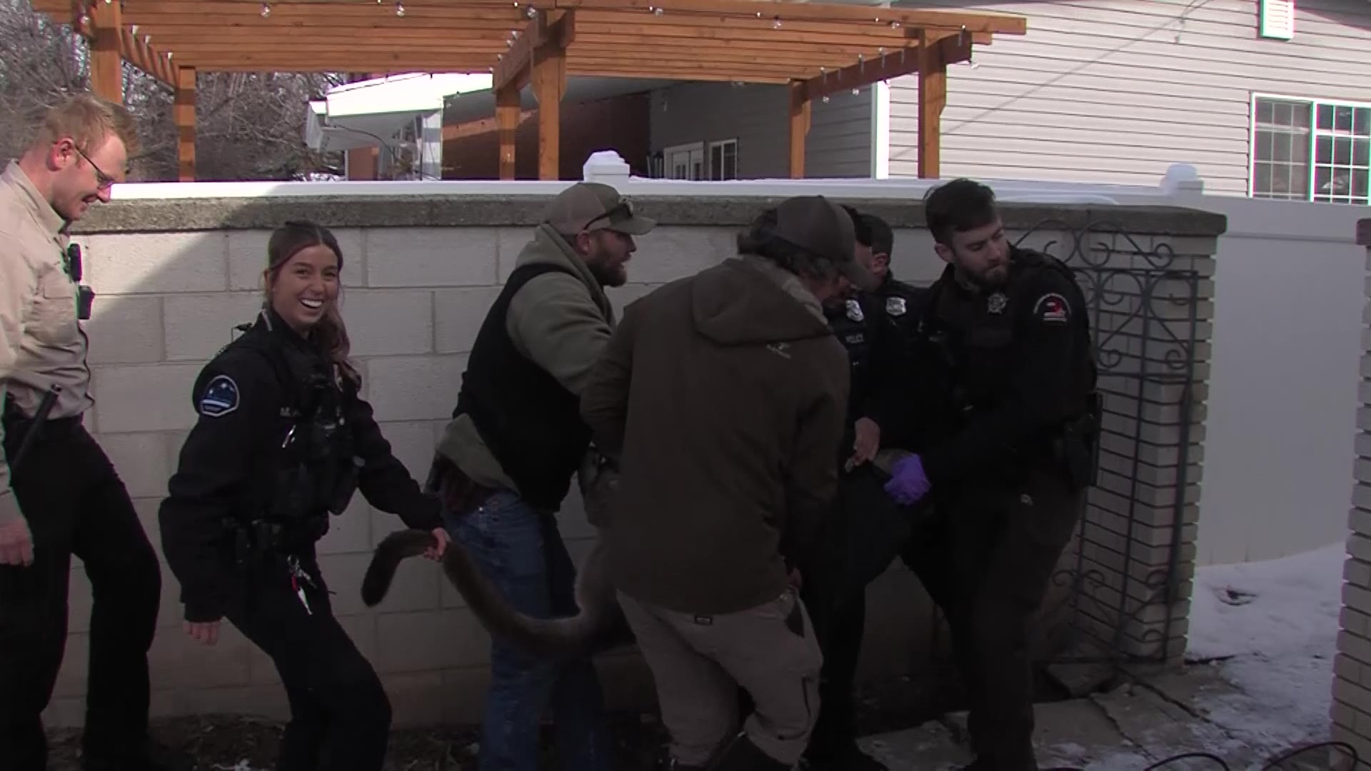 DWR and Logan police officers carry the mountain lion from the Andersons’ yard in Logan, Tuesday.