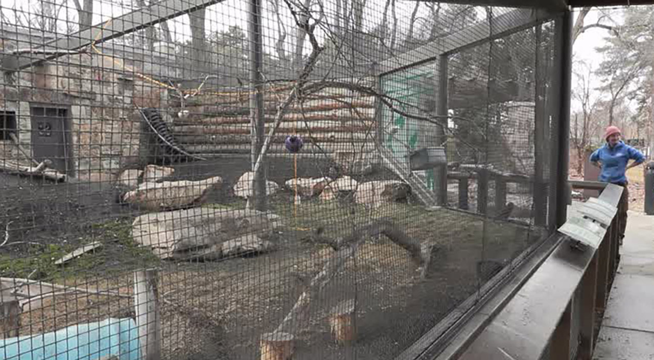 Visitors to The Tracy Aviary in Salt Lake City stop at a bird exhibit on Wednesday. The aviary is protecting an endangered species — an alpine parrot called kea — by cultivating relationships with a facility for lovebirds.