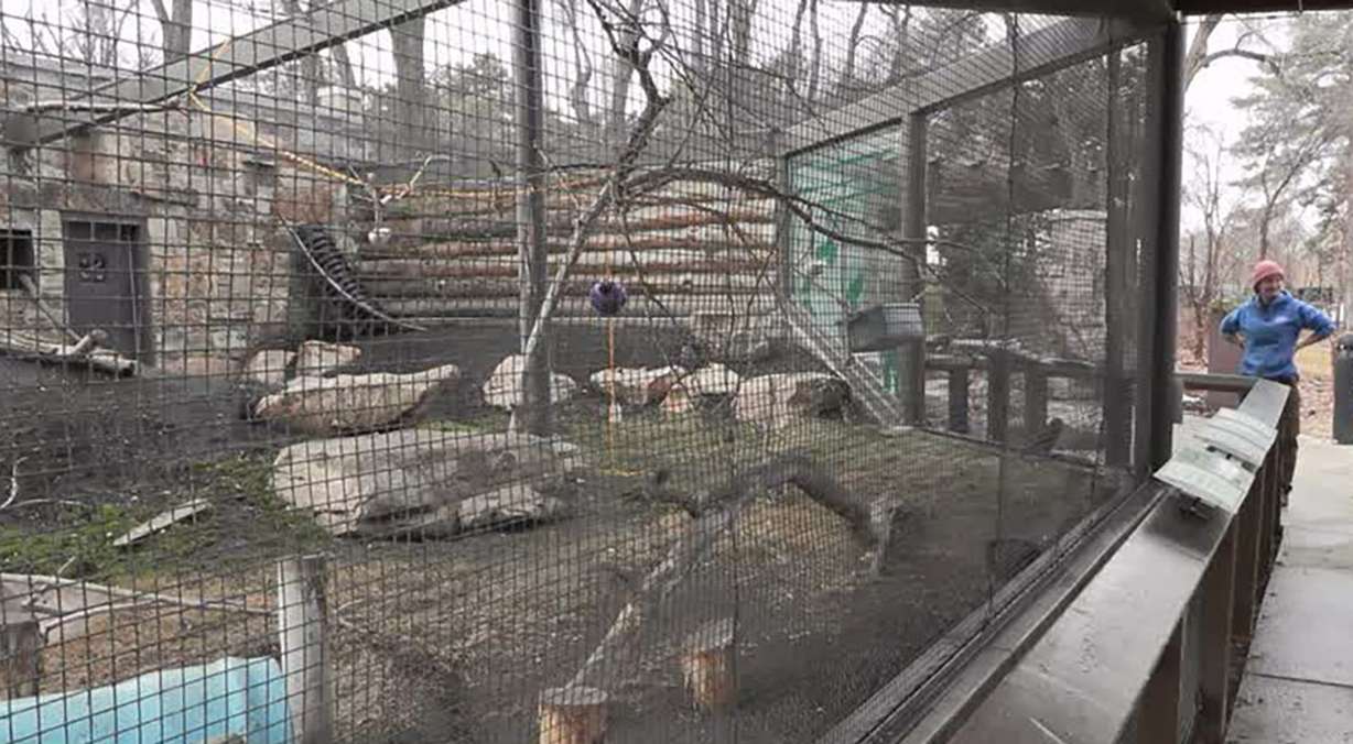 Visitors to The Tracy Aviary in Salt Lake City stop at a bird exhibit on Wednesday. The aviary is protecting an endangered species — an alpine parrot called kea — by cultivating relationships with a facility for lovebirds.