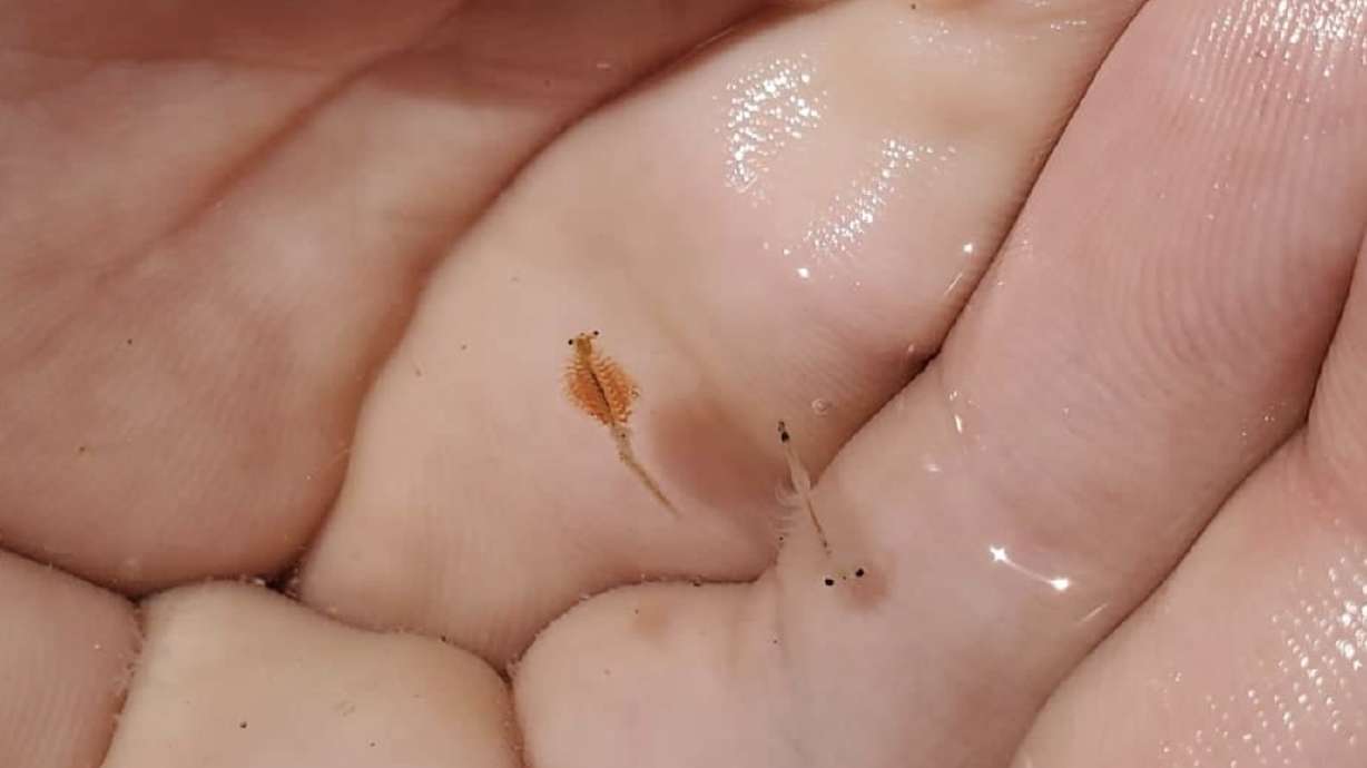 Brine shrimp are held in the palm of a person on Dec. 15, 2020. Brine shrimp cyst collection jumped considerably over the past year after improvements to the Great Salt Lake ecosystem, state wildlife officials said Thursday.