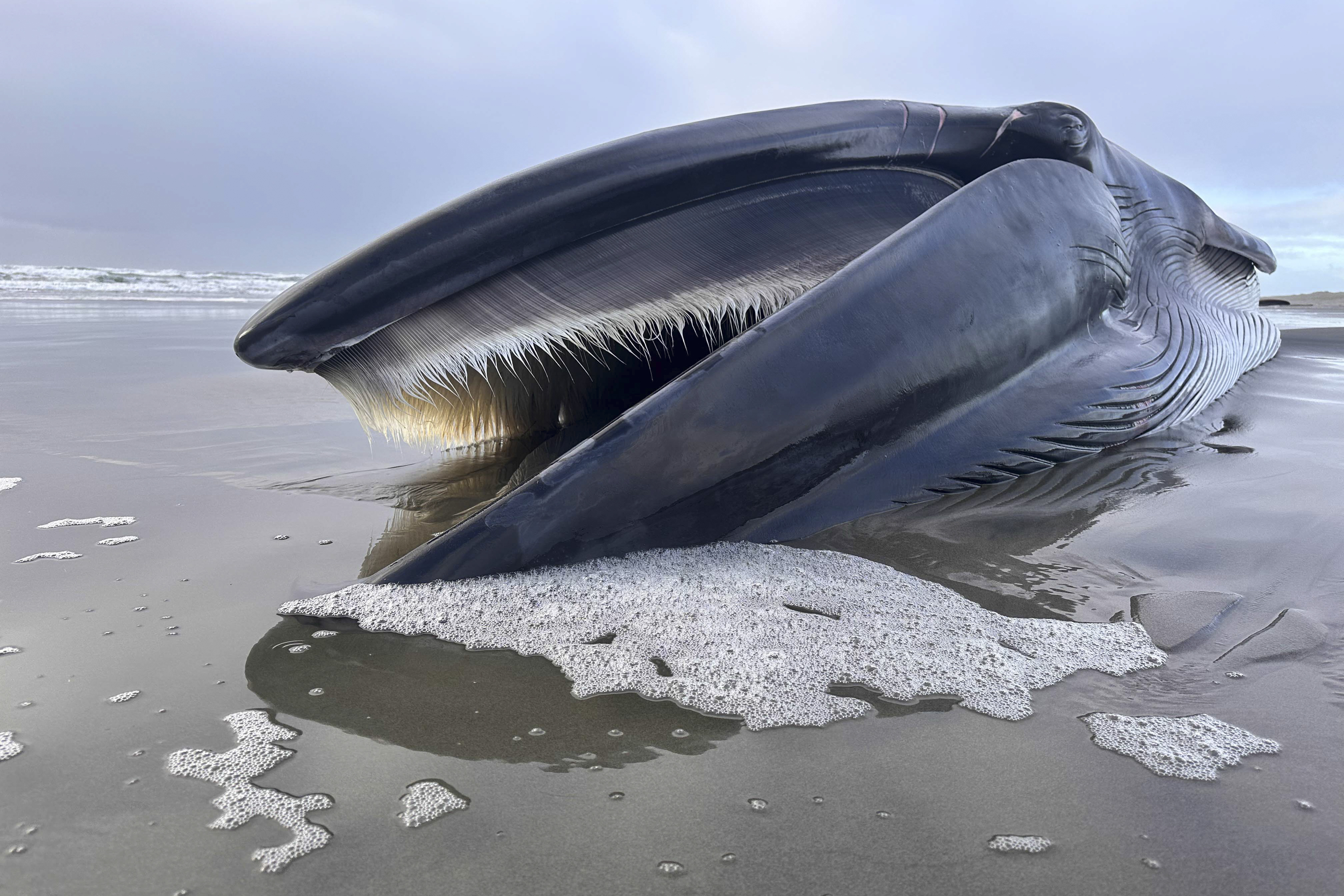 A 46-foot-whale is seen washed ashore on Monday on Sunset Beach State Park in Clatsop County, Ore. 