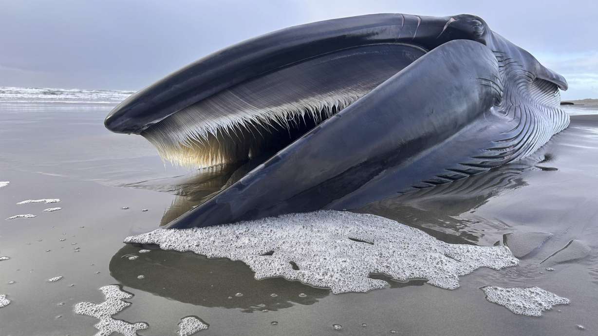 A 46-foot-whale is seen washed ashore on Monday on Sunset Beach State Park in Clatsop County, Ore.
