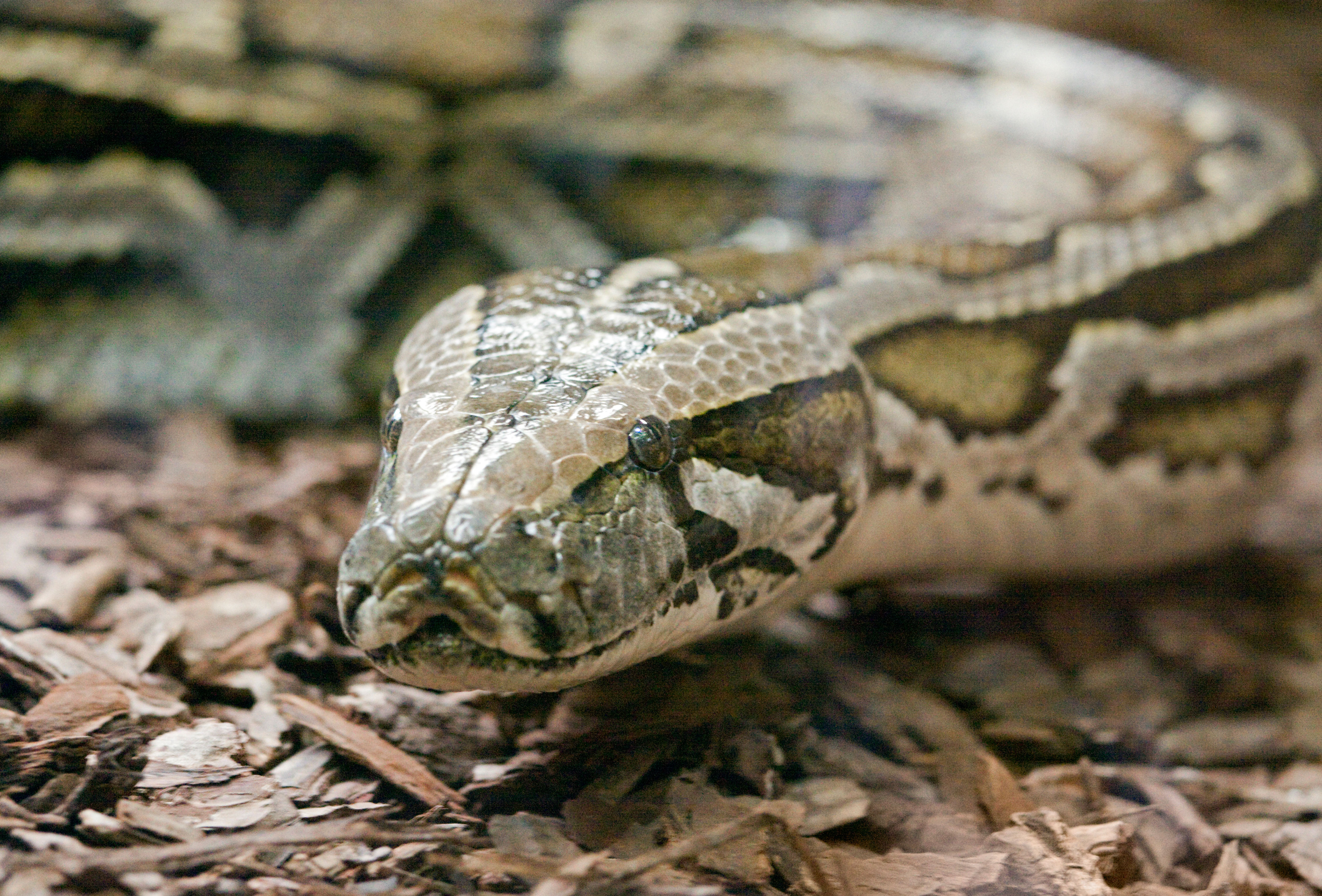Federal prosecutors say a New York City man admitted to smuggling three Burmese pythons in his pants through a U.S.-Canadian border crossing.