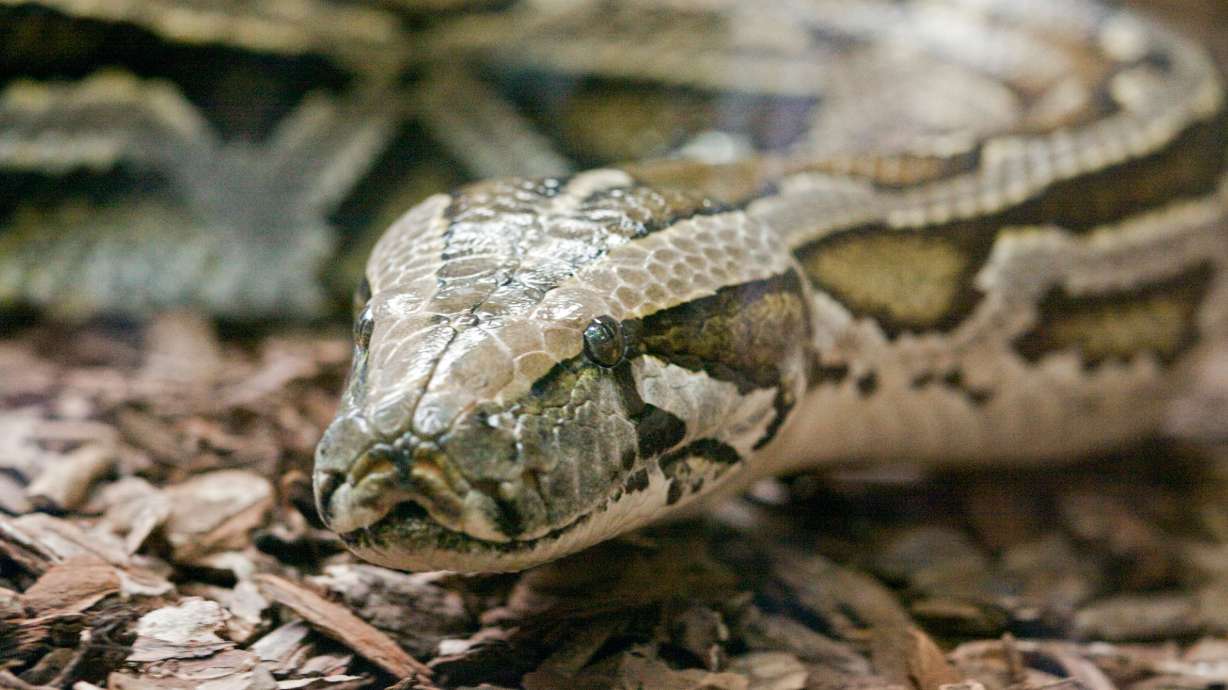 Federal prosecutors say a New York City man admitted to smuggling three Burmese pythons in his pants through a U.S.-Canadian border crossing.