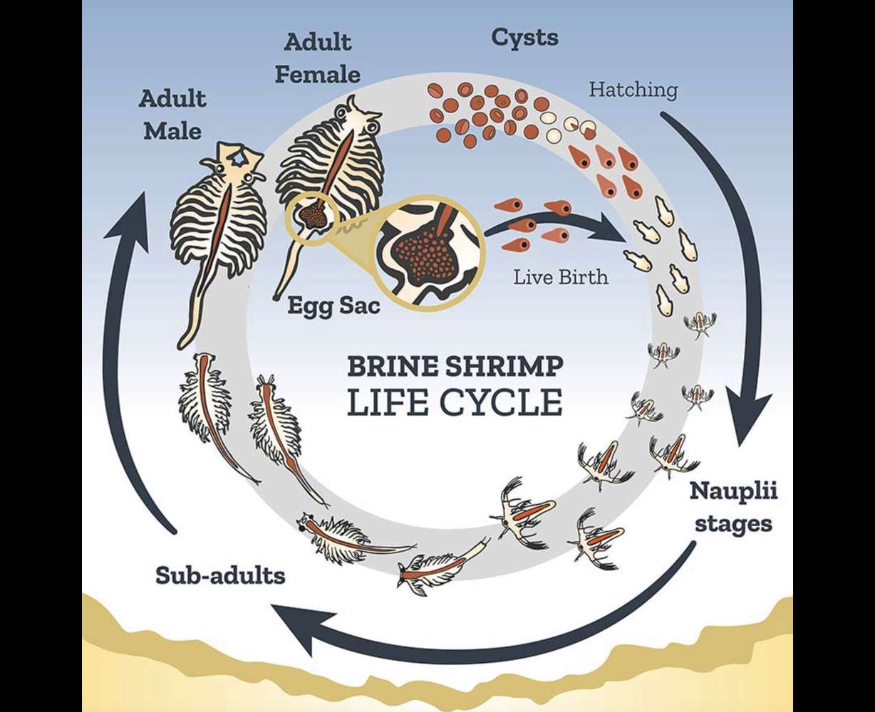 This chart explains the life cycle of brine shrimp, a plentiful species in the Great Salt Lake.