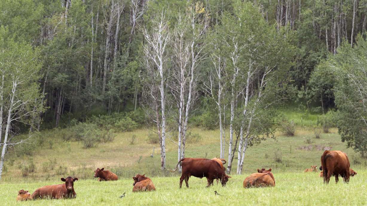 Cattle graze in a field in Summit County on Aug. 8, 2019. Strong concern remains over the proposal for certain groups buying up land as long as the buyer can prove the acquisition has ecological value and is for the benefit of conservation.