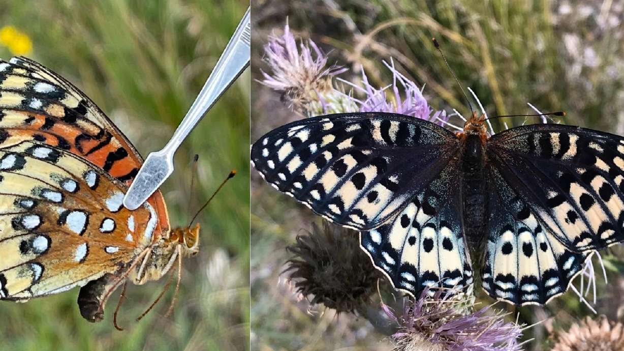 The top and underside of a female silverspot butterfly. The butterfly, found in Utah, will fly its way to the U.S. list of threatened species under the Endangered Species Act next month.
