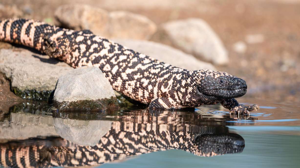 The Jefferson County coroner in Colorado has confirmed that a 34-year-old man died this month, days after being bitten by one of his two pet Gila monsters.