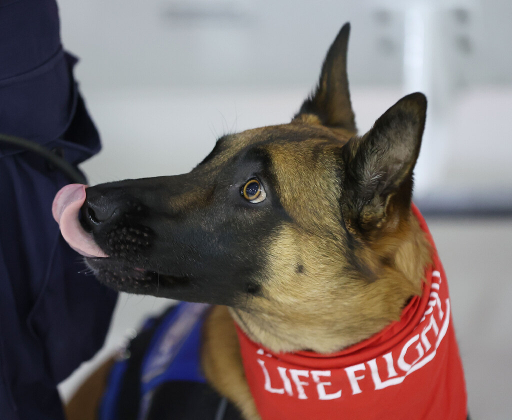 West Jordan K-9 Reeta wears a Life Flight bandana in Salt Lake City on Tuesday. In collaboration with local veterinarians, specialized animal hospitals and public safety agencies, Intermountain Life Flight is launching a specialized K-9 air transport service for public agency service animals who are injured in the line of duty.