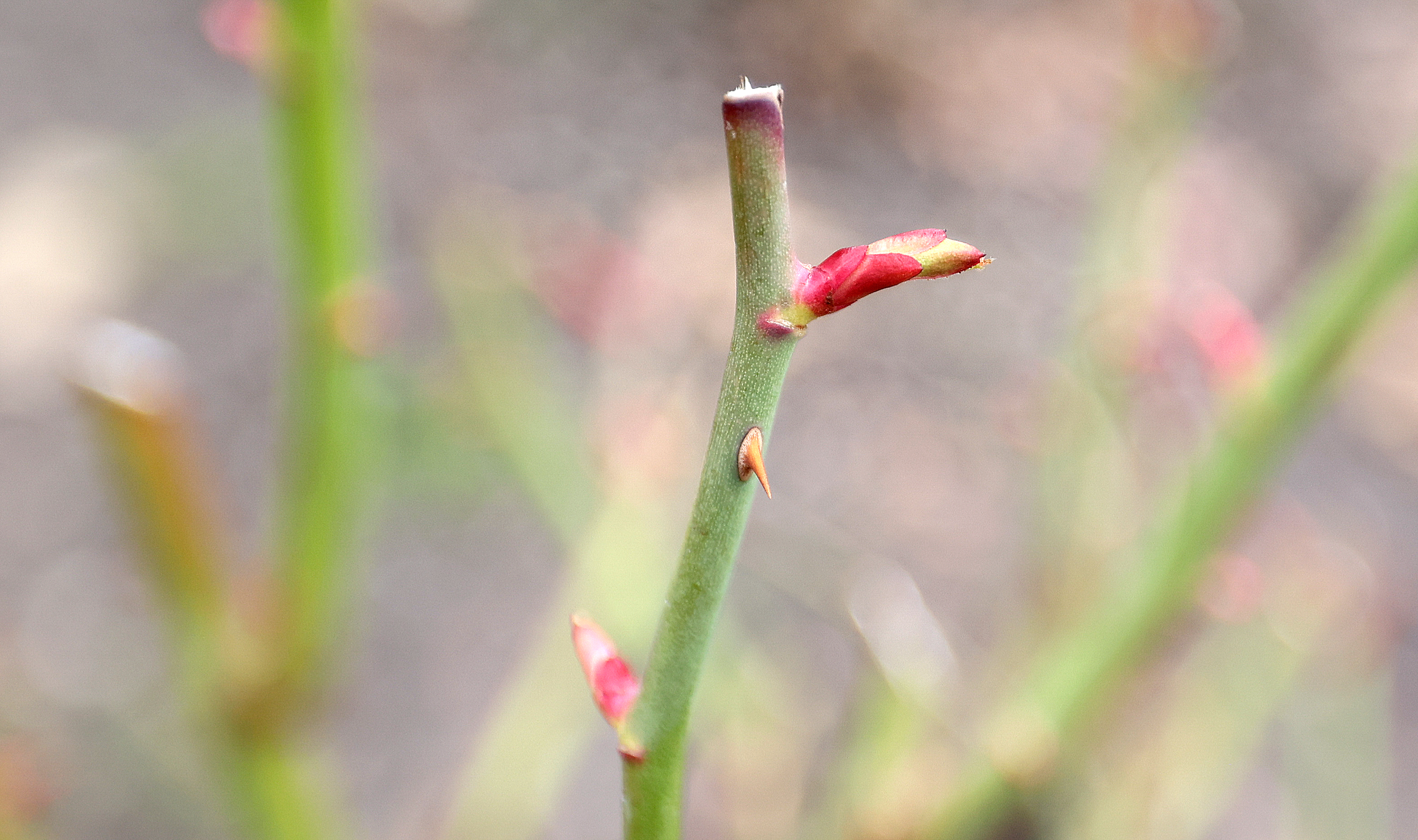 Buds are pictured at the International Peace Gardens in Salt Lake City on Wednesday. Meteorological spring is vital in Utah; however, a new long-range forecast shows the season might be harder to predict than winter was.