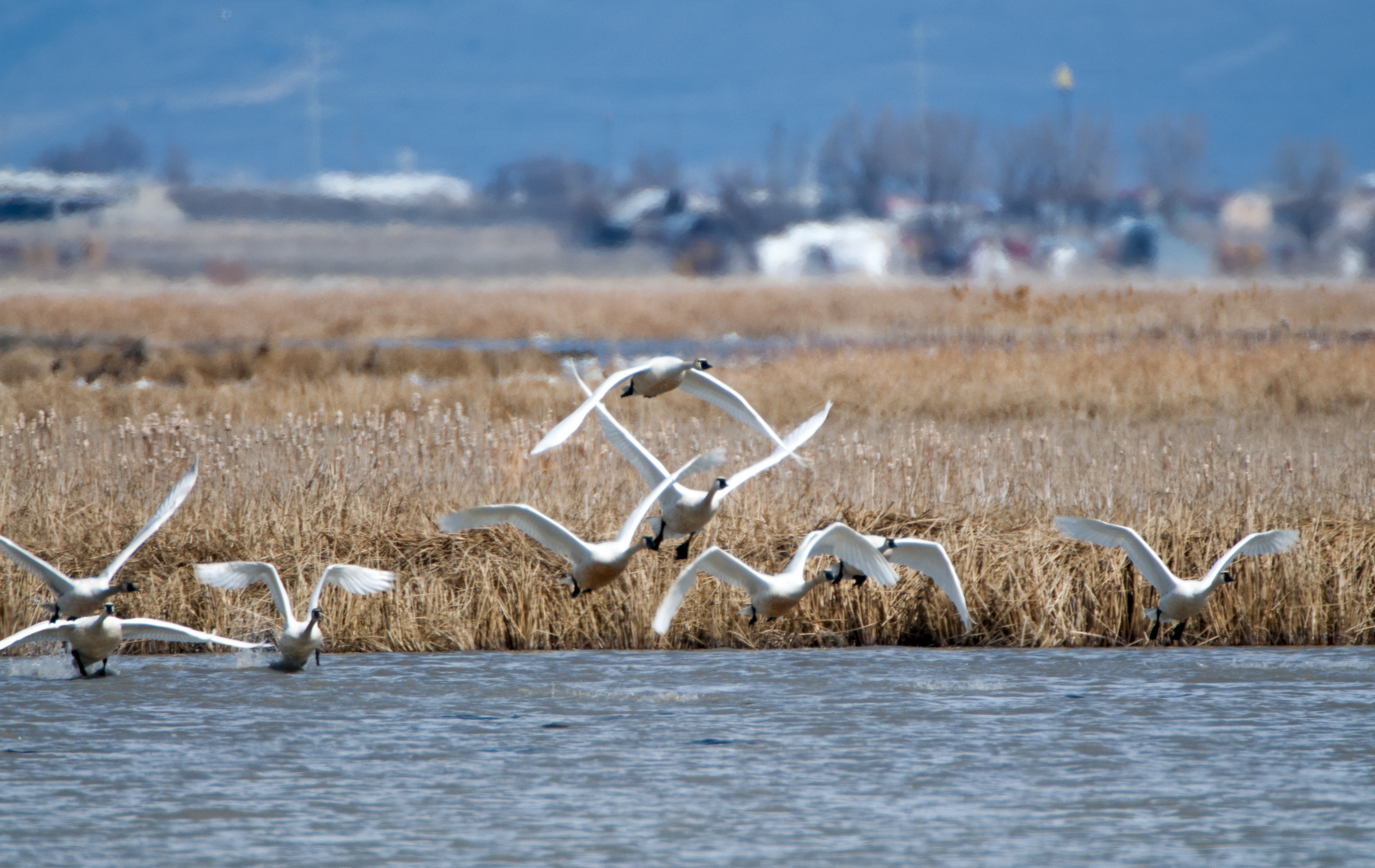 Wild swans will begin their annual migration through Utah in March, according to the Utah Division of Wildlife Resources.