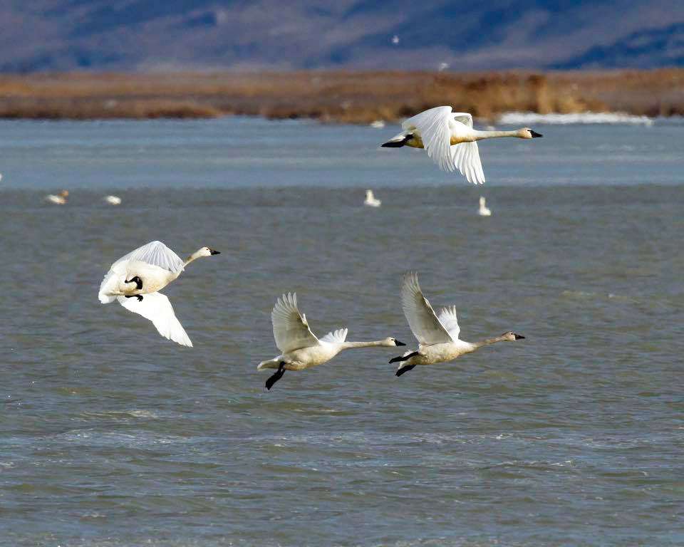 Wild swans will begin their annual migration through Utah in March, according to the Utah Division of Wildlife Resources.